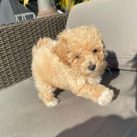 Cream Toy poodle Puppies available