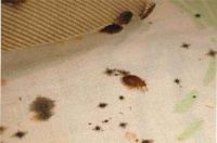 شركة الامارات تاورز لخدمات التنظيف الشامل ومكافحة الحشرات